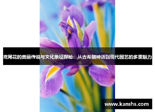 鸢尾花的美丽传说与文化象征探秘：从古希腊神话到现代园艺的多重魅力
